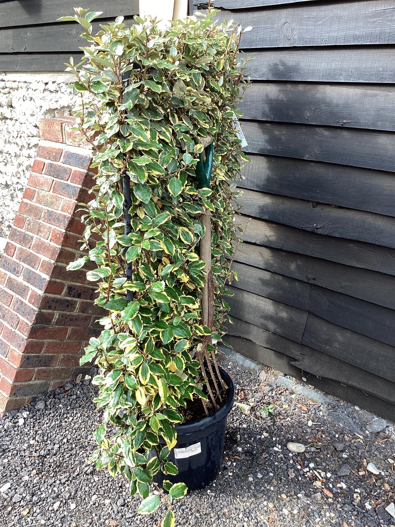 Elaeagnus 'Viveleg' - Metal Frame - 160cm, 45lt