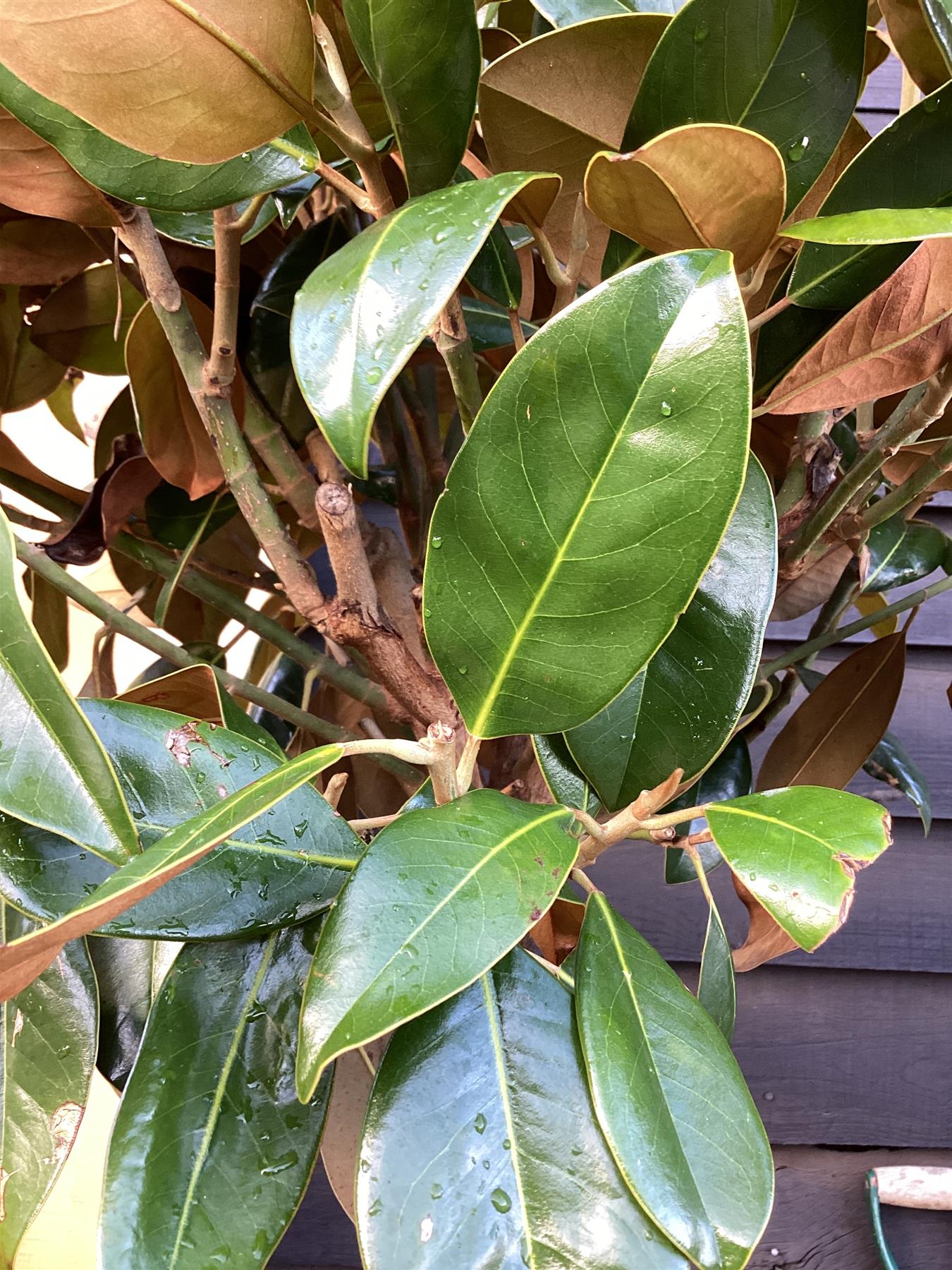 Magnolia grandiflora | Evergreen Magnolia - Standard - 290-310cm, 45lt
