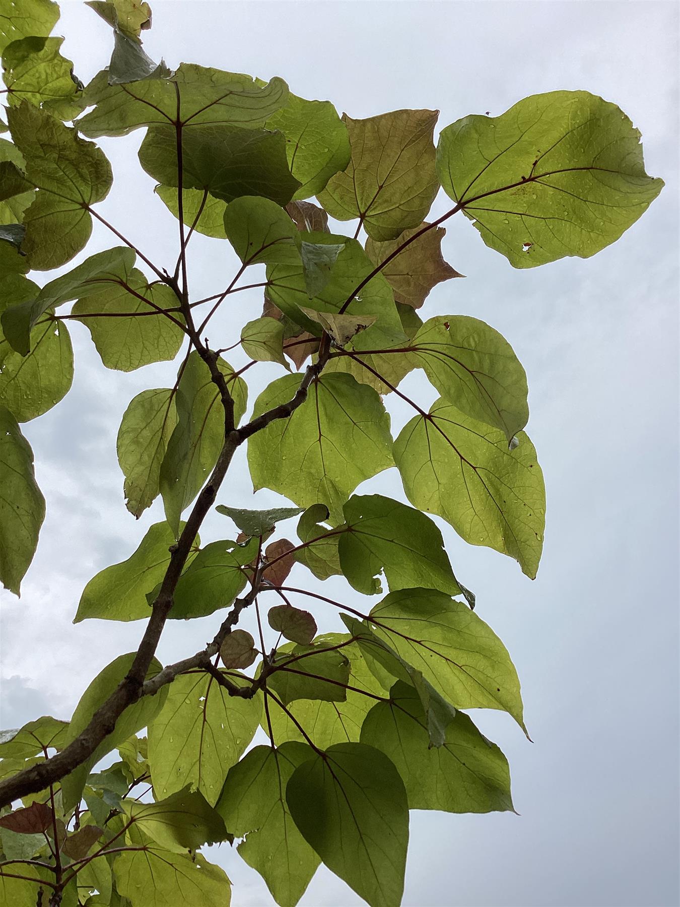 Catalpa biganoides Purpurea | Purple Hybrid Catalpa - 380-410cm, 90lt