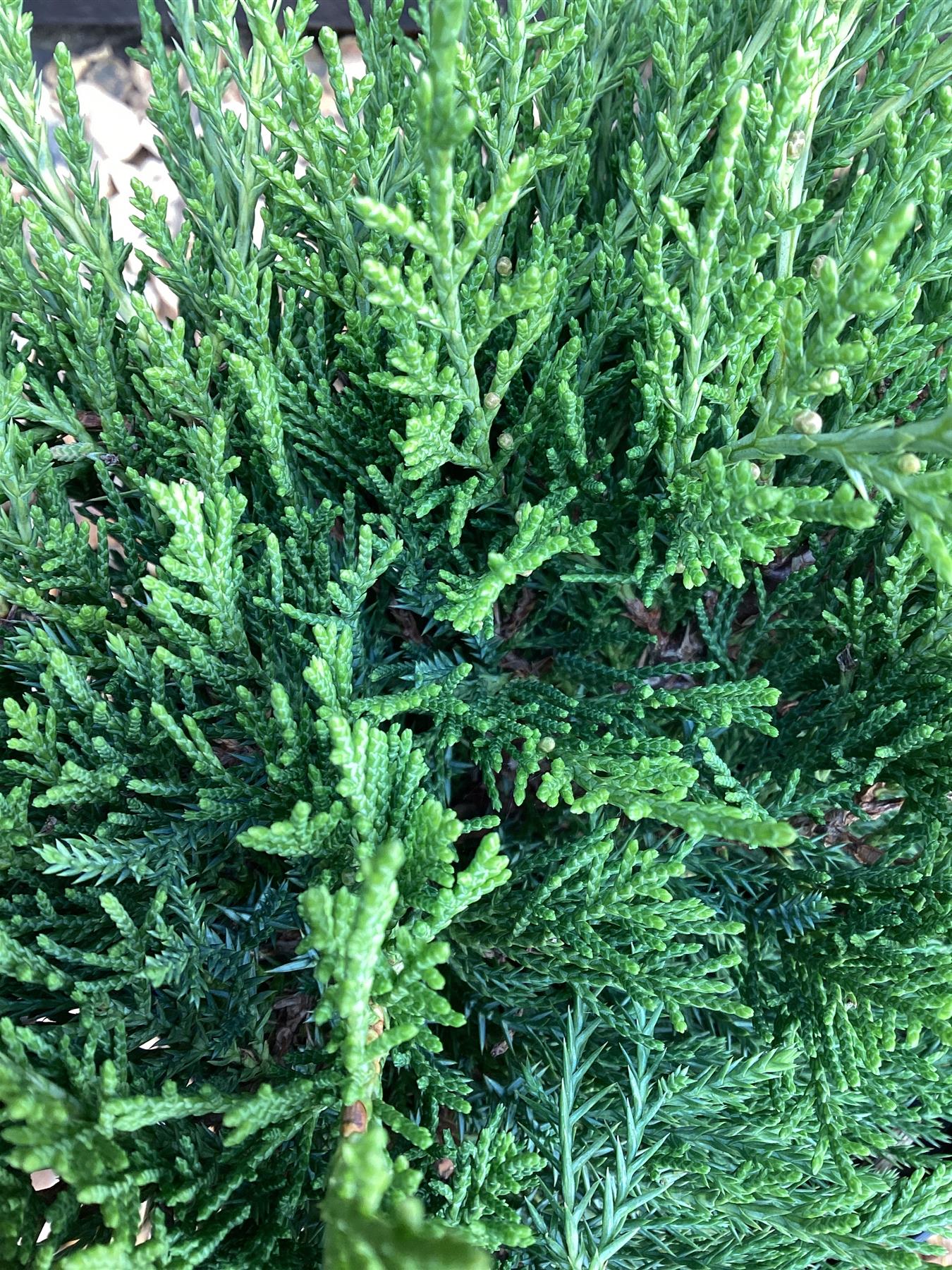 Juniperus x media 'Old Gold' - 40-50cm, 2lt