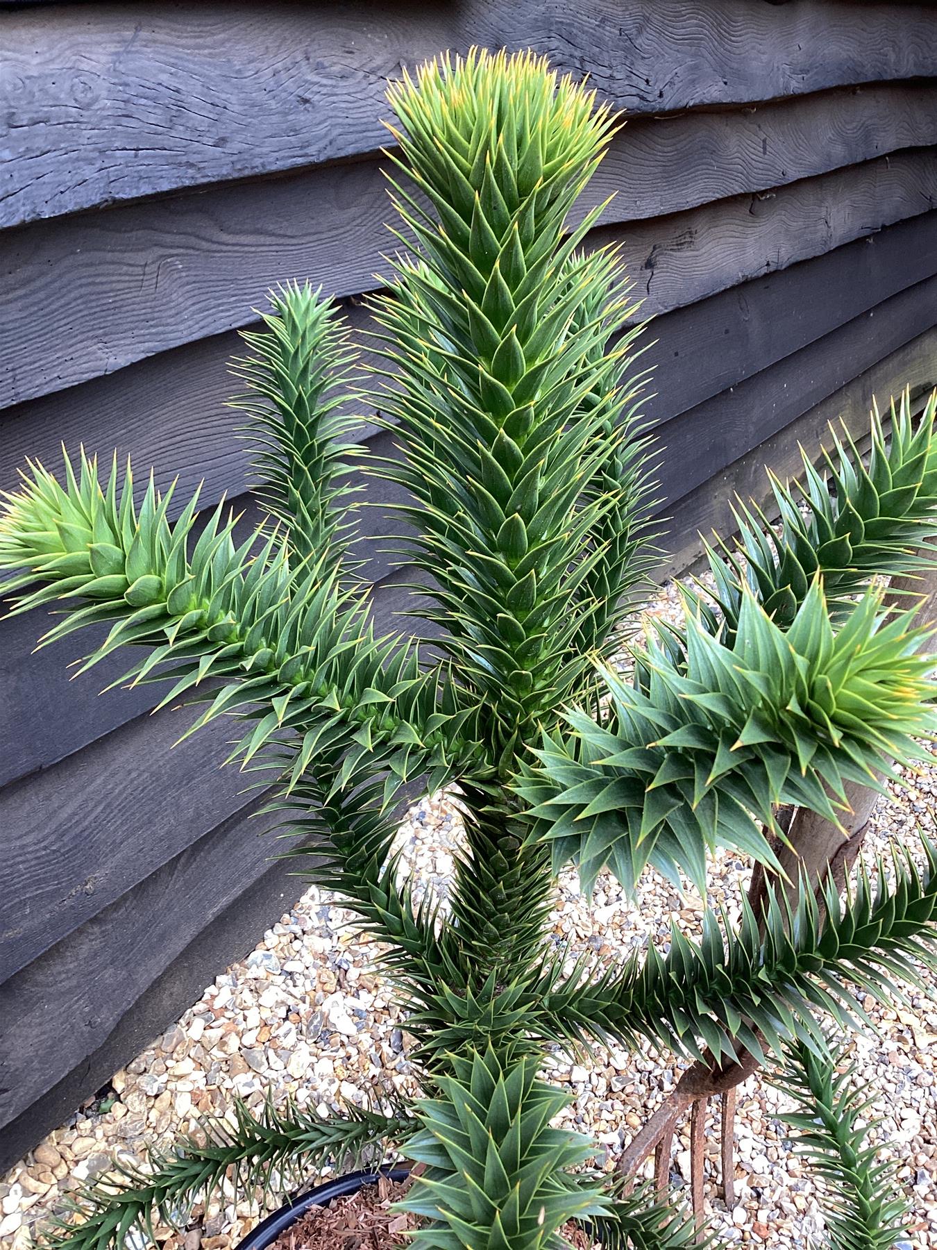 Araucaria araucana | Monkey Puzzle - 110-120cm - 15lt