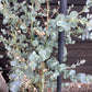 Eucalyptus Azura | Cider Gum Azura - Metal Frame - 150-160cm, 30lt