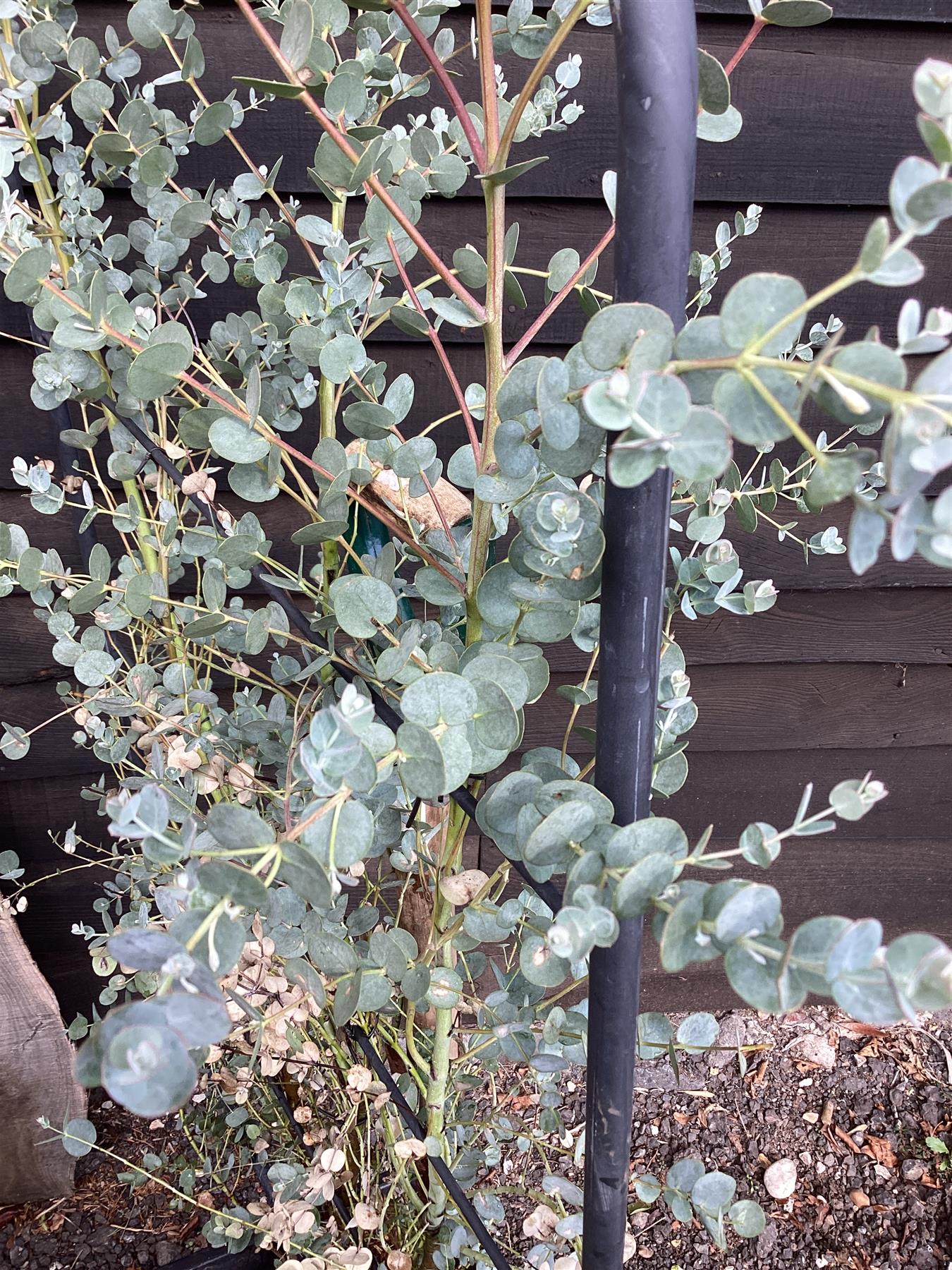 Eucalyptus Azura | Cider Gum Azura - Metal Frame - 150-160cm, 30lt