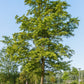 Carpinus betulus | European Hornbeam - 200-220cm, 30lt