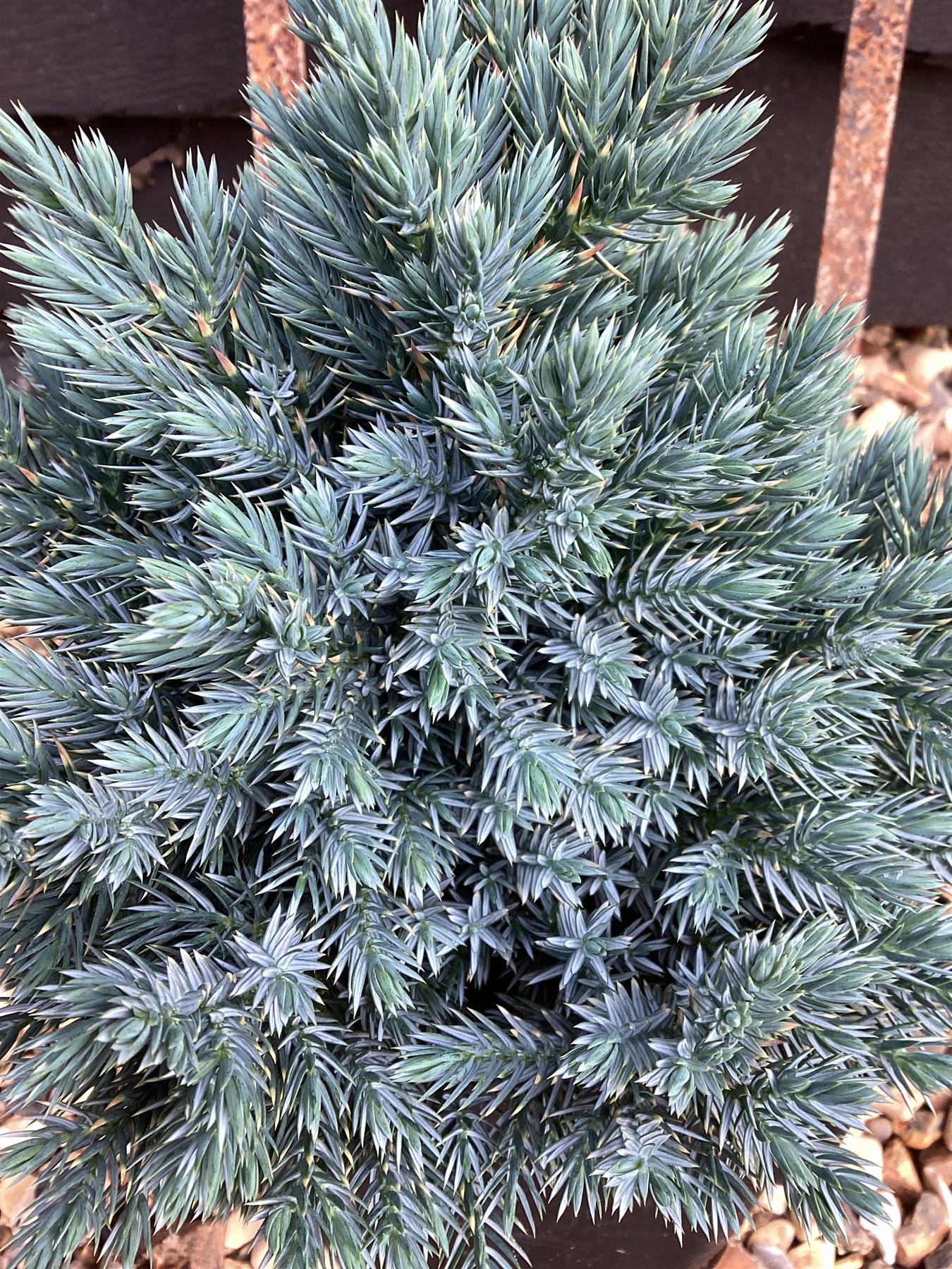 Juniperus squamata 'Blue Star' - 40-50cm, 2lt
