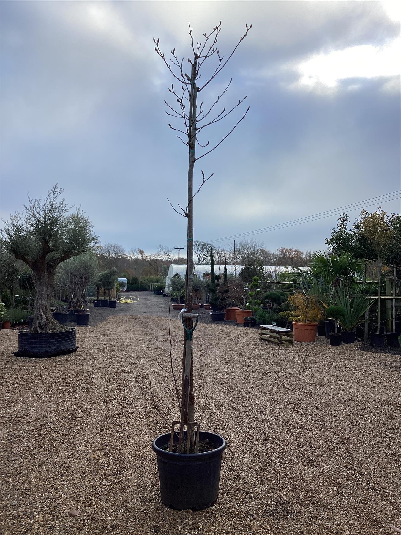 Saucer Magnolia - 400-420cm, 50lt