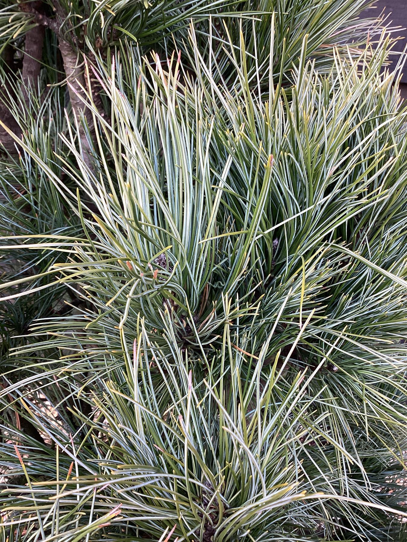 Pinus cembra | Arolla pine - Height 130cm - Width 100-120cm - 65lt