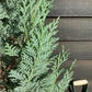 9x Chamaecyparis lawsoniana 'Columnaris' | False Cypress - 120-130cm - 20lt