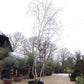 Betula utilis | Kashmir Birch - Multistem - 450cm, 300lt