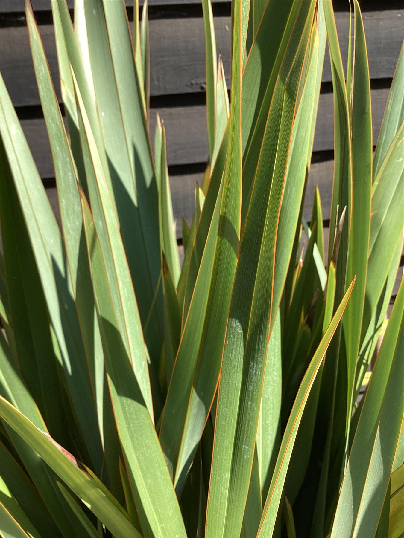 Phormium tenax | New Zealand Flax - 100-130cm, 25lt