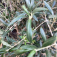 Olive Tree | Olea Europea 1/2 Std - 130-160cm, 60lt