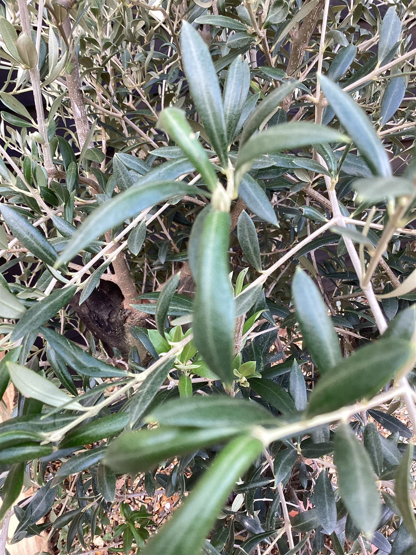 Olive Tree | Olea Europea 1/2 Std - 130-160cm, 60lt