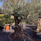 Olive Tree | Olea Europea 1/2 Standard 123cm girth - 175-185cm, 240lt