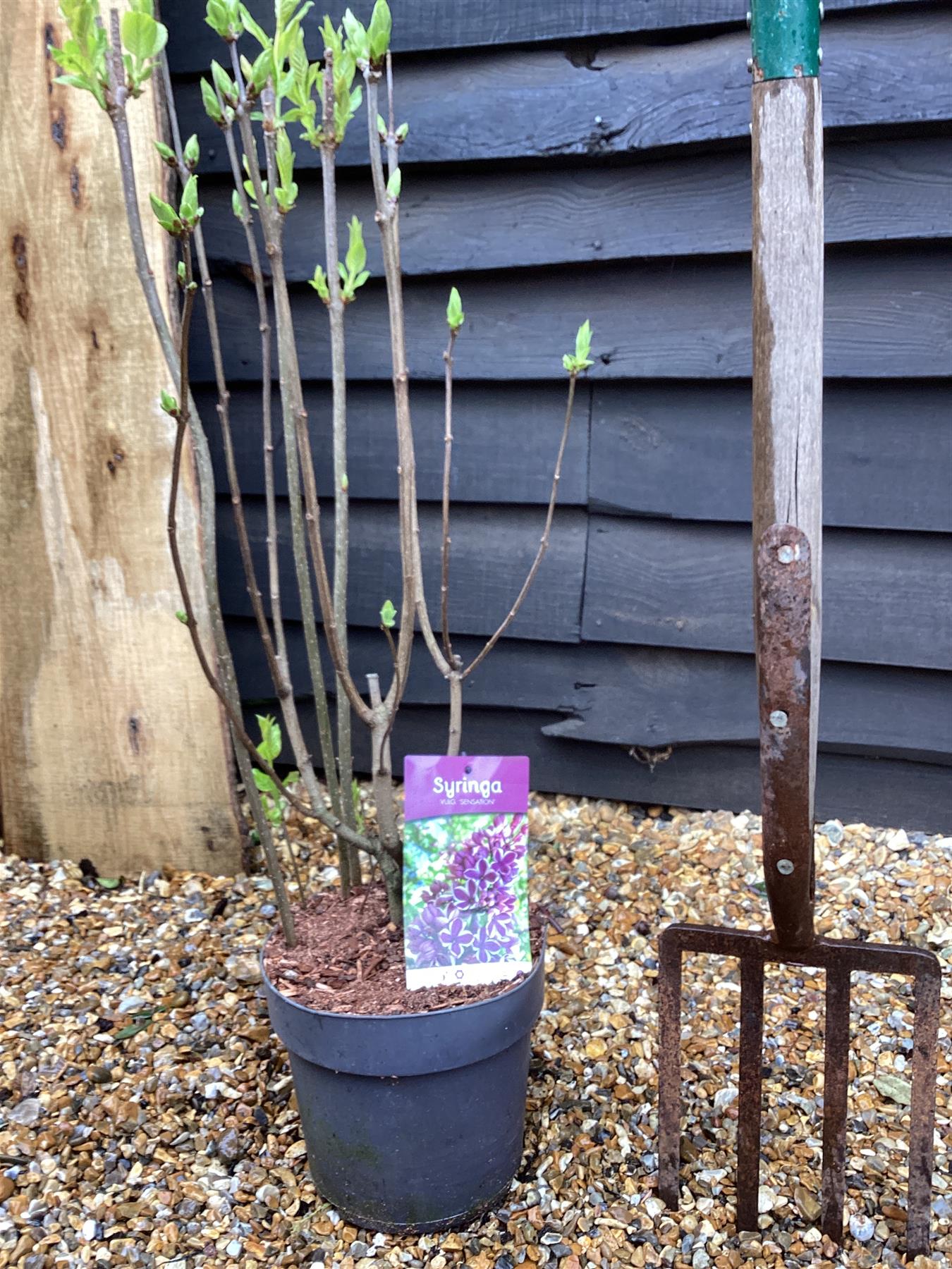 Lilac ''Sensation' | Syringa vulgaris - 80cm - 6lt