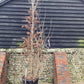 Parrotia Persica Multistem | Iron Tree - 400cm, 90lt