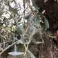 Olive Tree | Olea Europea 1/2 Std Crown - 190-200cm, 375lt