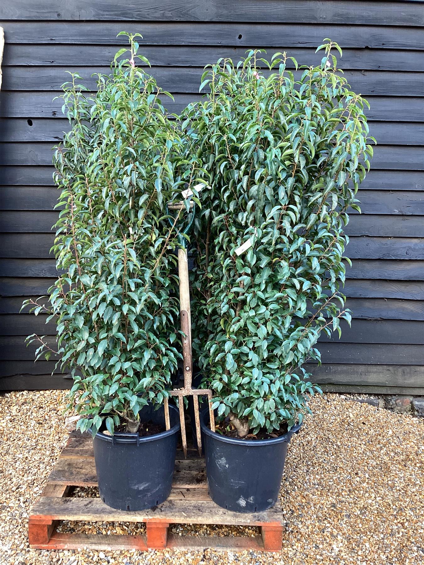 6 x Prunus lusitanica 'Angustifolia' - 160-170cm - 30lt