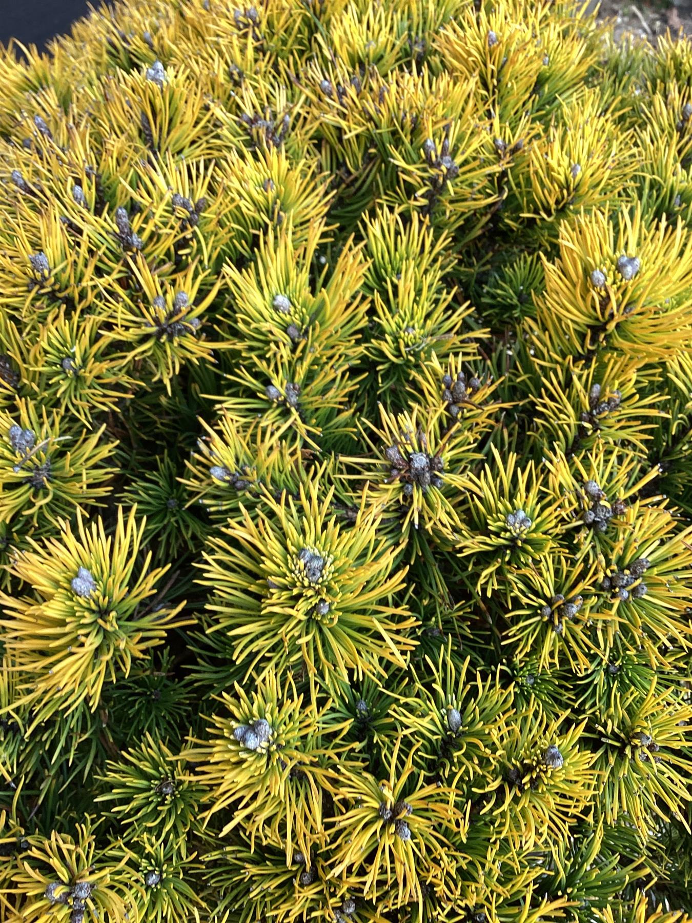 Pinus mugo 'Carsten's Wintergold' - Height 80cm - Width 50-60cm - 45lt