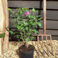 Hibiscus syriacus 'Ardens' | Rose of Sharon 'Ardens' - 50-60cm, 3lt