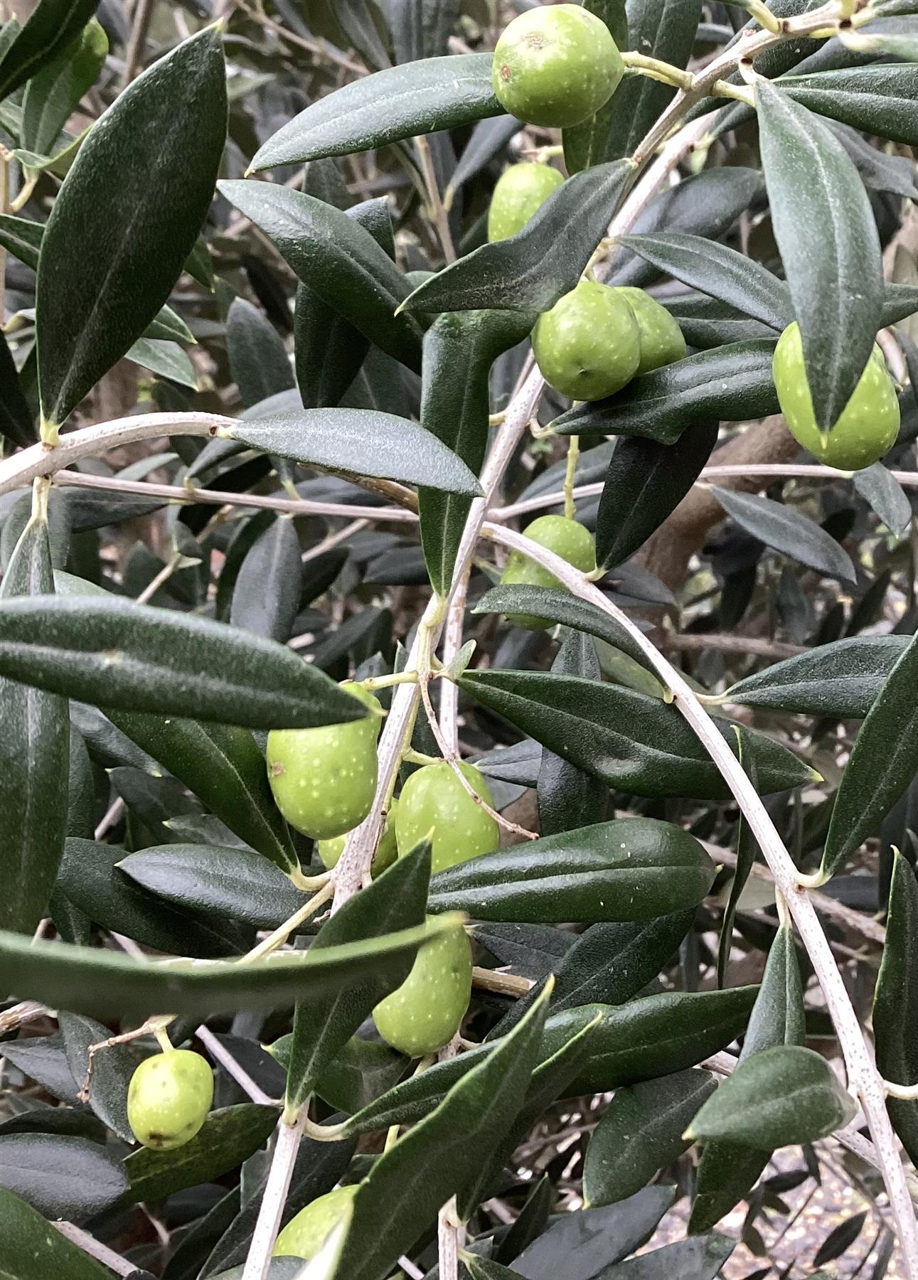 Olive Tree | Olea Europea - Smooth Trunk Bowl Piel Joven - 90lt