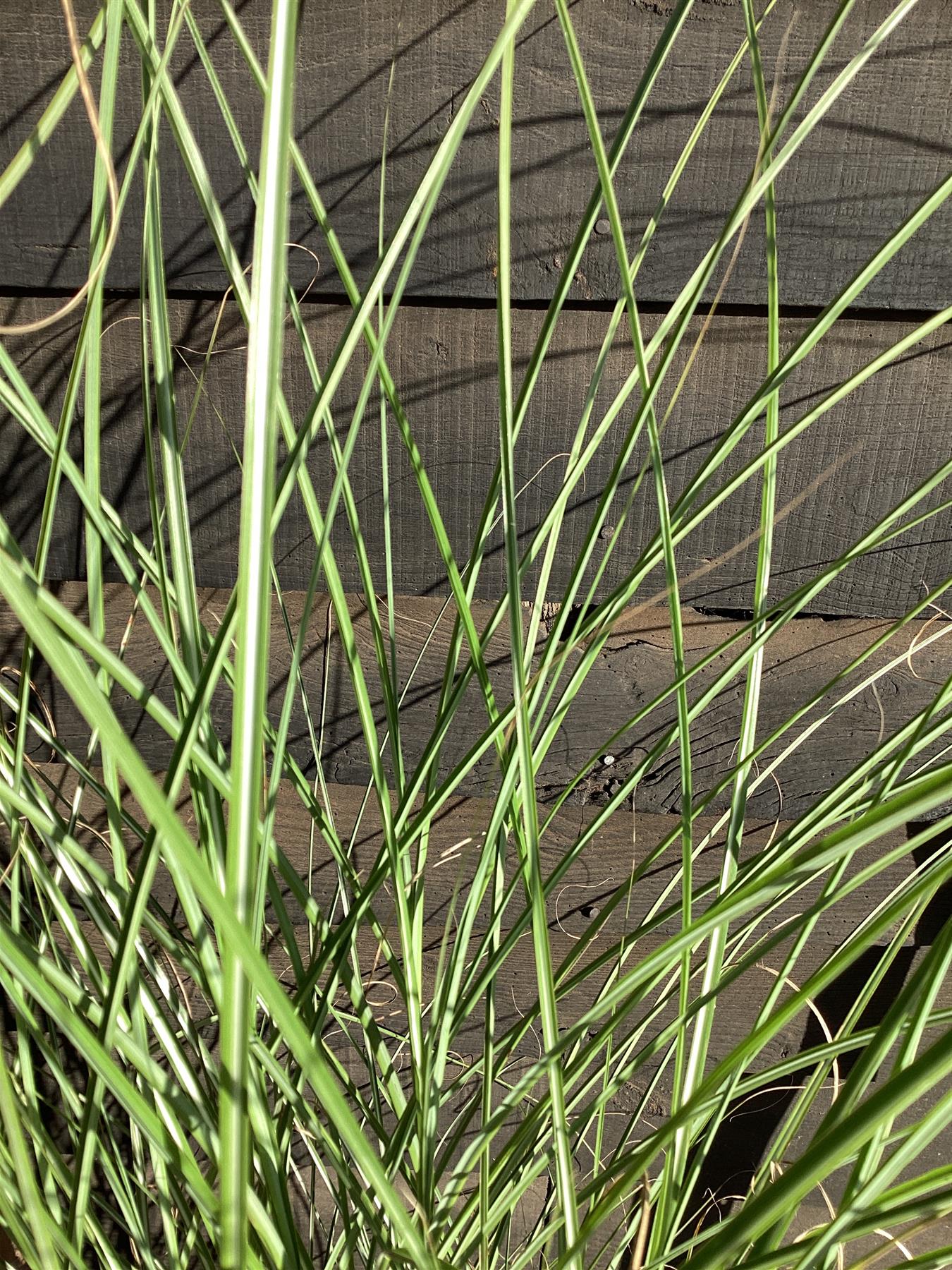 Miscanthus sinensis 'Gracillimus' | Eulalia 'Gracillimus' - 55-65cm, 10lt