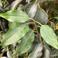 Prunus lusitanica 'Angustifolia' - 200-220cm - 35lt