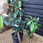 Loquat | Eriobotrya japonica Tree | Loquat Tree - 160-180cm - 50lt