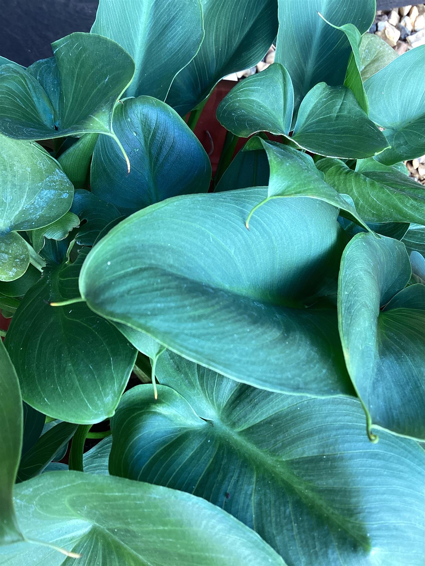 Hosta Francee | Plantain Lily 'Francee' - 40-50cm, 10lt