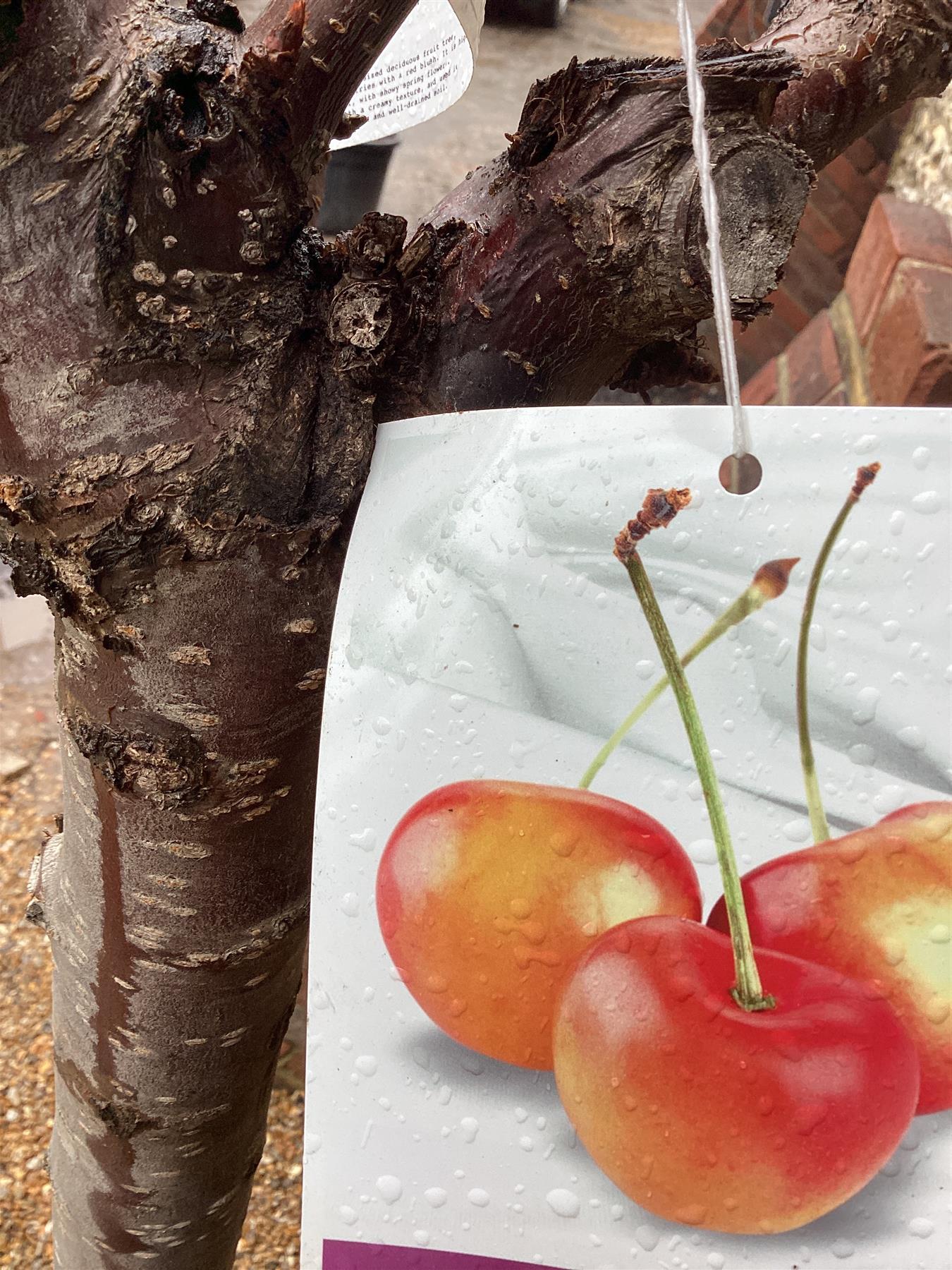 Cherry tree 'Rainier' | Prunus avium - Girth 18-20cm - 220-240cm - 50lt