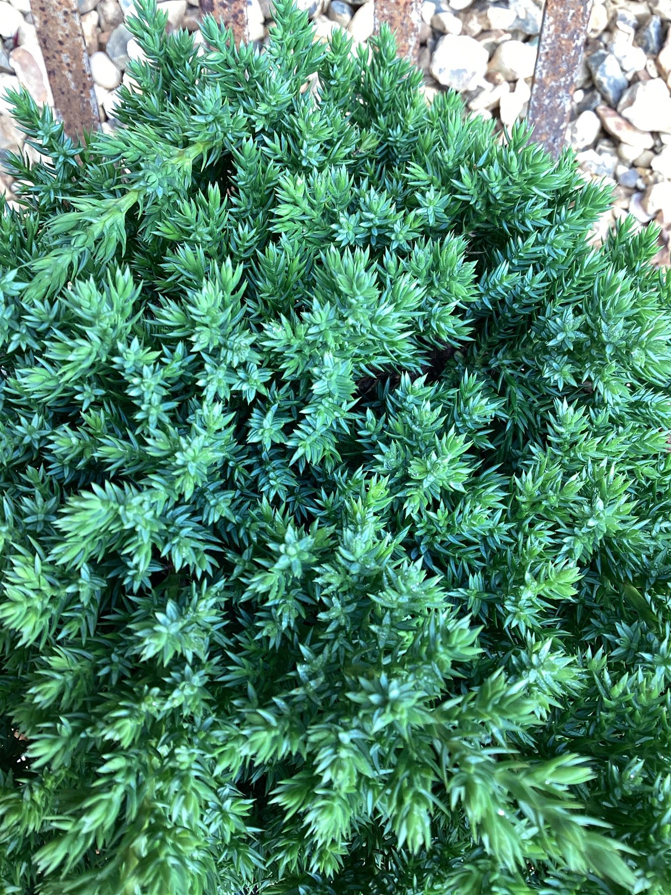 Juniperus procumbens 'Nana' - 40-50cm, 2lt