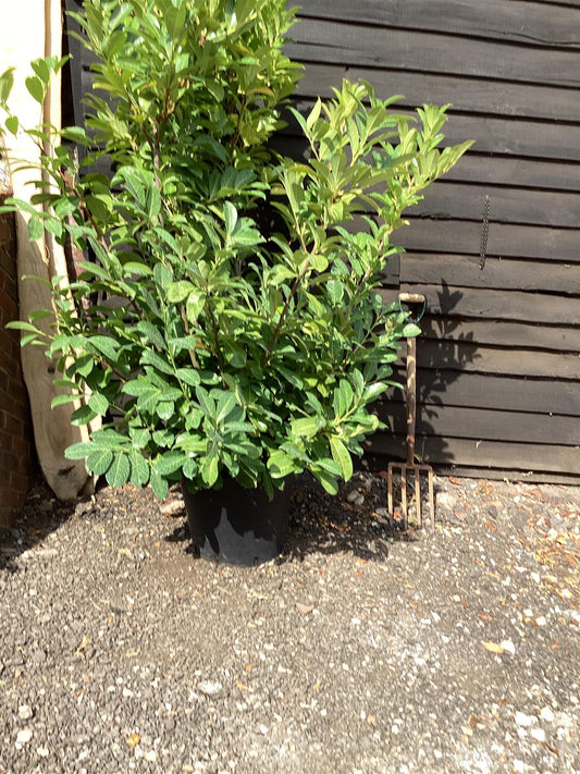 Prunus laurocerasus Rotundifolia | Cherry Laurel 'Rotundifolia' - 200-220cm, 50lt