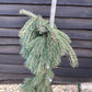 Picea Glauca 'Pendula' | white spruce 'Pendula' - Height 100cm - Width 80cm - 25lt
