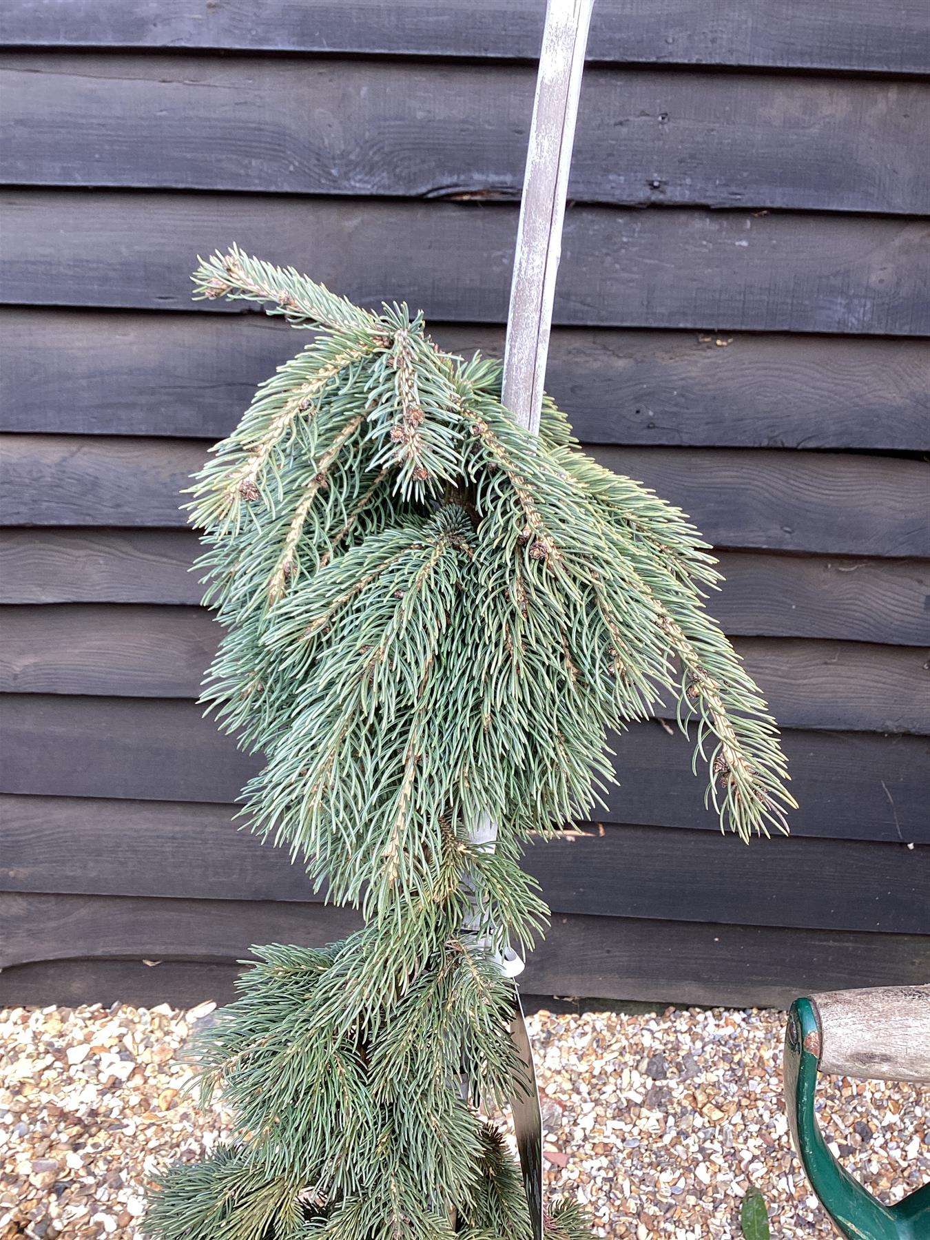 Picea Glauca 'Pendula' | white spruce 'Pendula' - Height 100cm - Width 80cm - 25lt