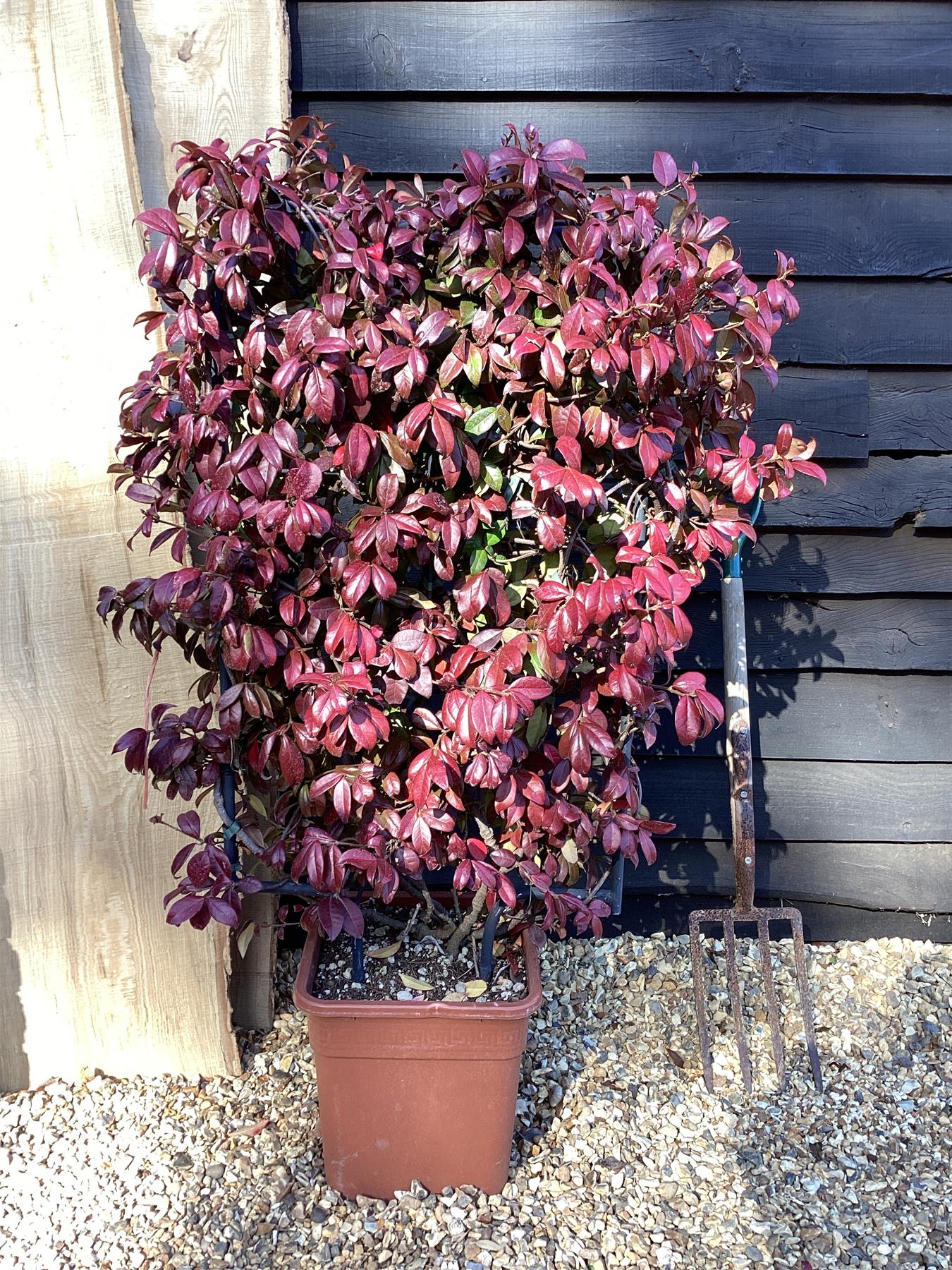 Trachelospermum jasminoides - pleached - square metal - 100-120cm, 25lt