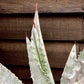 Agave Americana | Agave Century Plant - 40-50 cm, 20lt