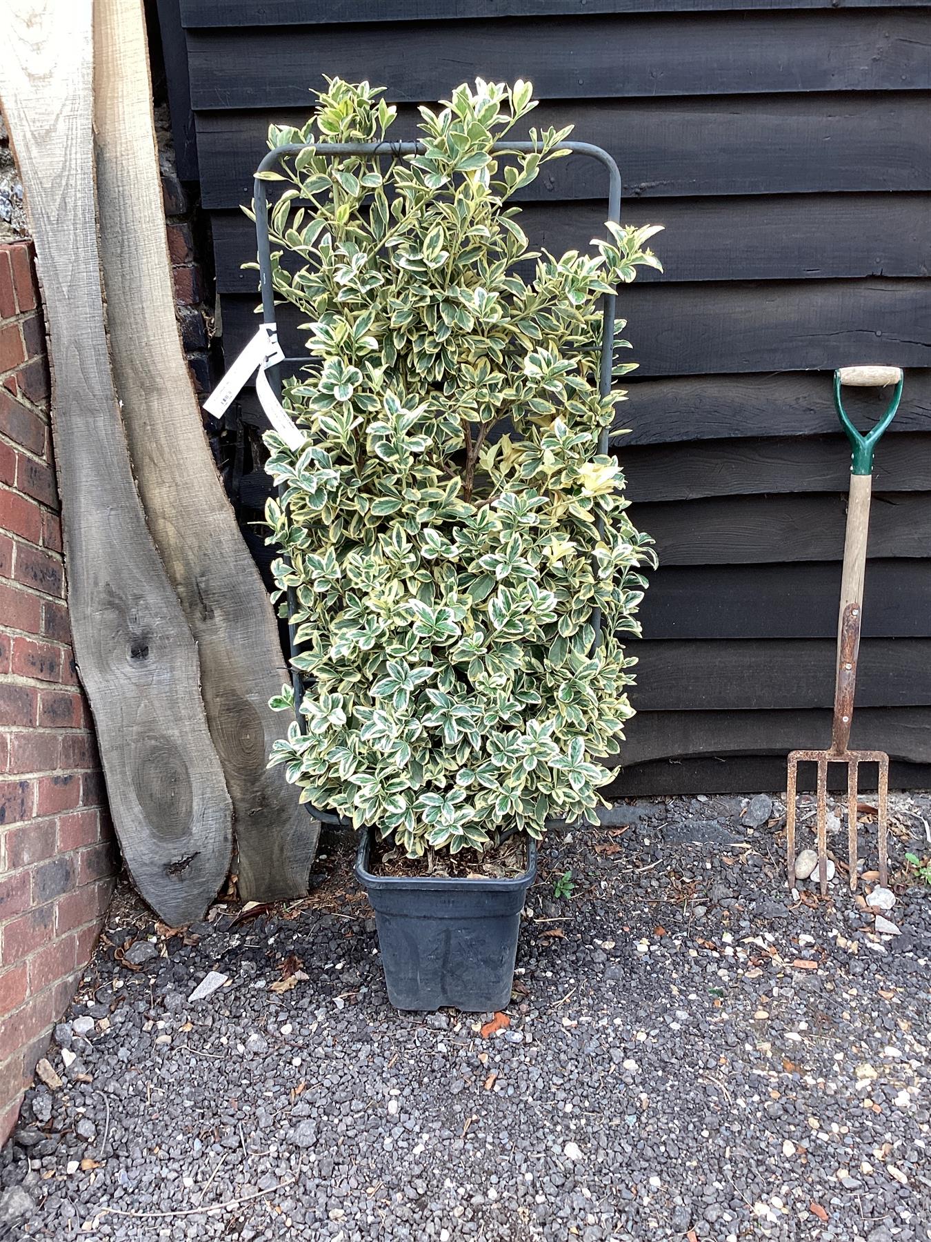 Euonymus japonicus 'Bravo' - Frame - 130-140cm, 20lt