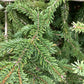 Abies nordmanniana | Nordmann fir - Height 270-290cm, 110lt