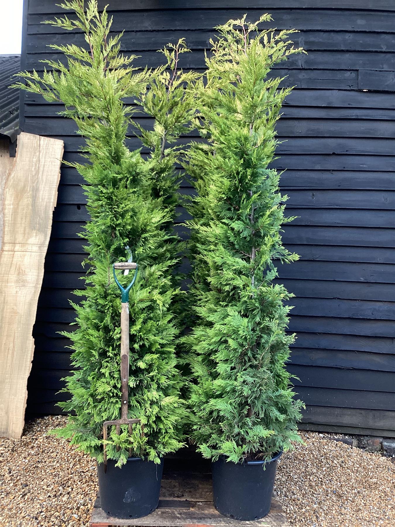 6 x Cuprocyparis leylandii 'Gold Rider' - 250-260cm - 40lt
