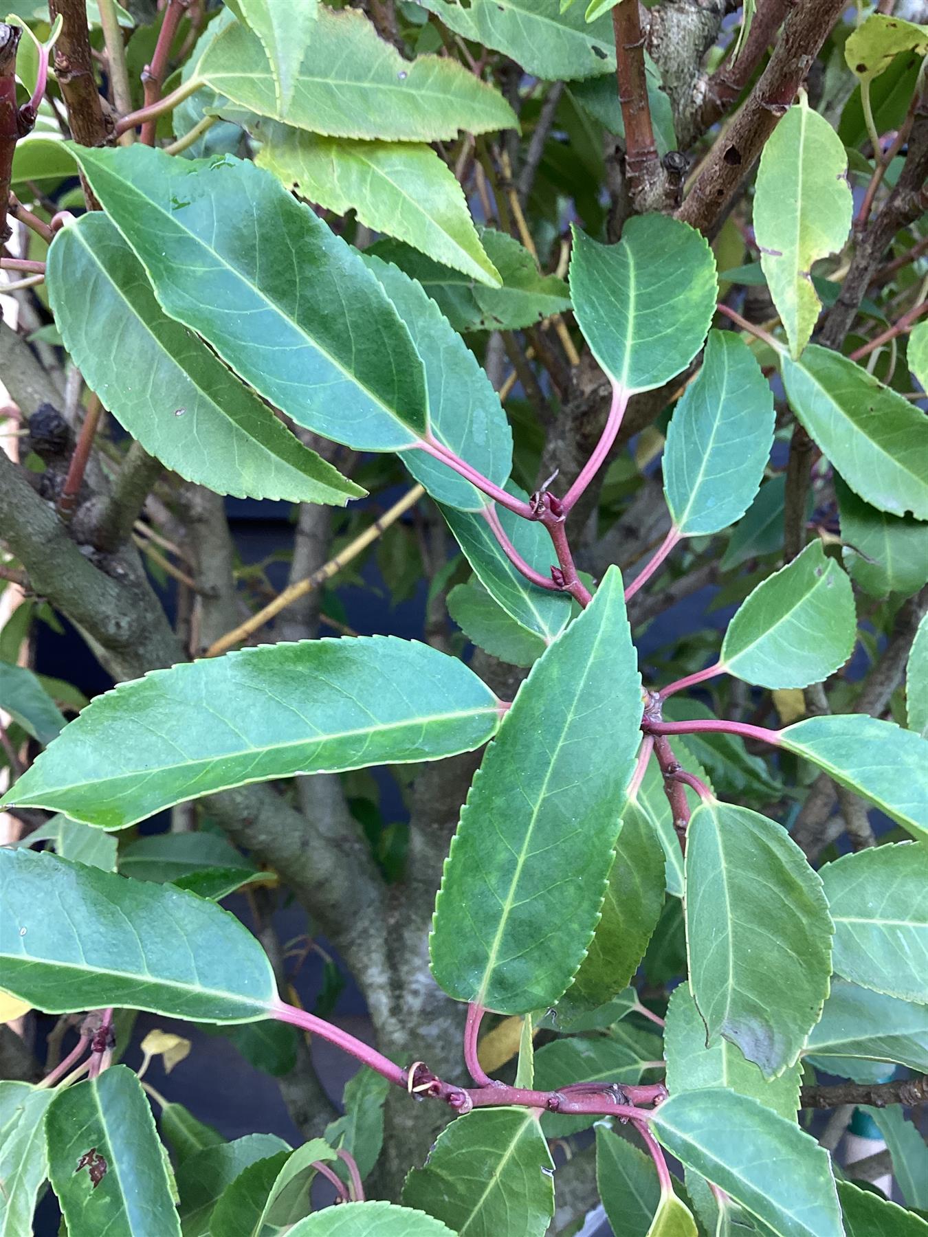 Prunus lusitanica 'Myrtifolia' Portuguese Laurel - 30lt
