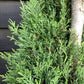 Cupressus sempervirens 'Pyramidalis' | Columnar Italian Cypress - Spiral - 250-260cm, 35lt