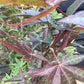 Acer palmatum 'Atropurpureum' | Red Leaf Japanese maple - 220-230cm, 35lt