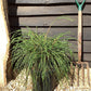 Thuja plicata 'Whipcord' | Western Red Cedar 'Whipcord' - 60-70cm, 10lt