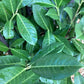 Cherry Laurel 'Rotundifolia' - 200-220cm - 30lt
