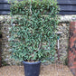Prunus Lusitanica | Portuguese Laurel Cherry - Frame - 165cm - 45lt