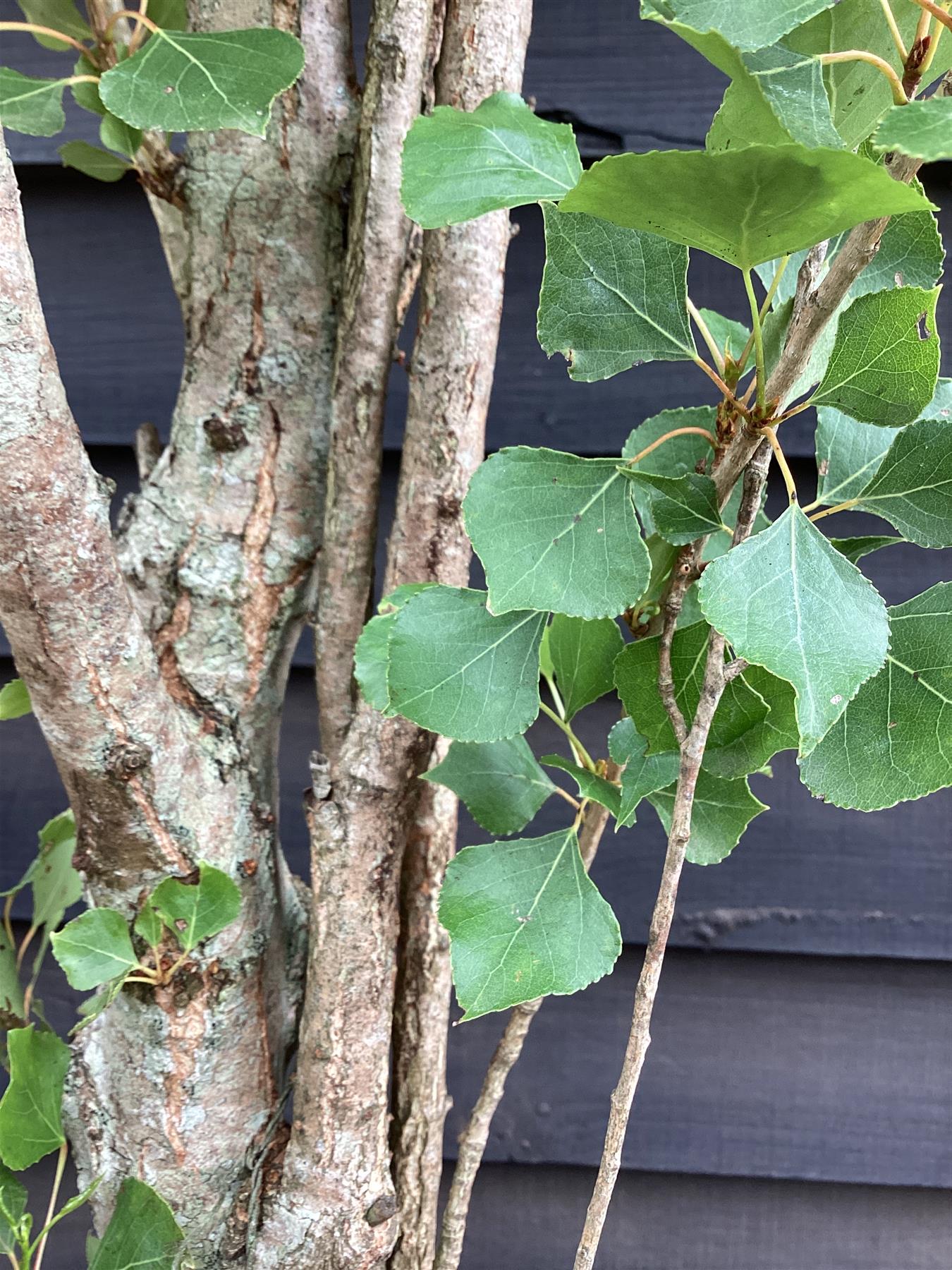 Populus nigra 'Italica' | Lombardy Poplar Tree - 280-320cm, 30lt ...
