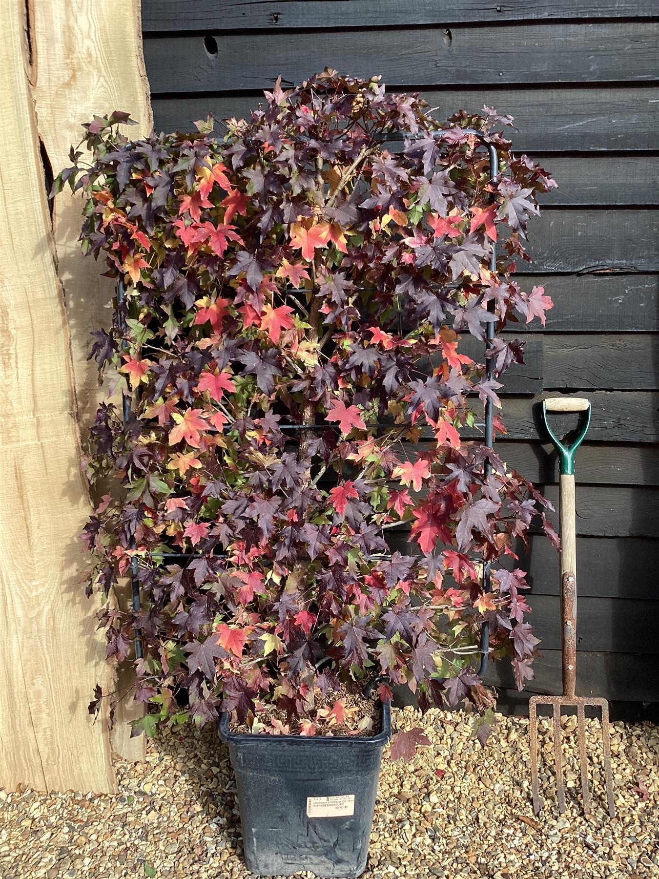 Liquidambar styraciflua | Sweet Gum Tree - Frame - 150-160cm, 30lt