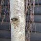 Betula pendula Youngii | Young’s Weeping Birch - 300-350cm, 130lt