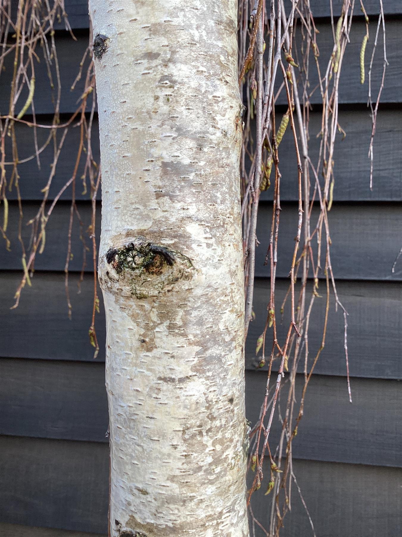 Betula pendula Youngii | Young’s Weeping Birch - 300-350cm, 130lt