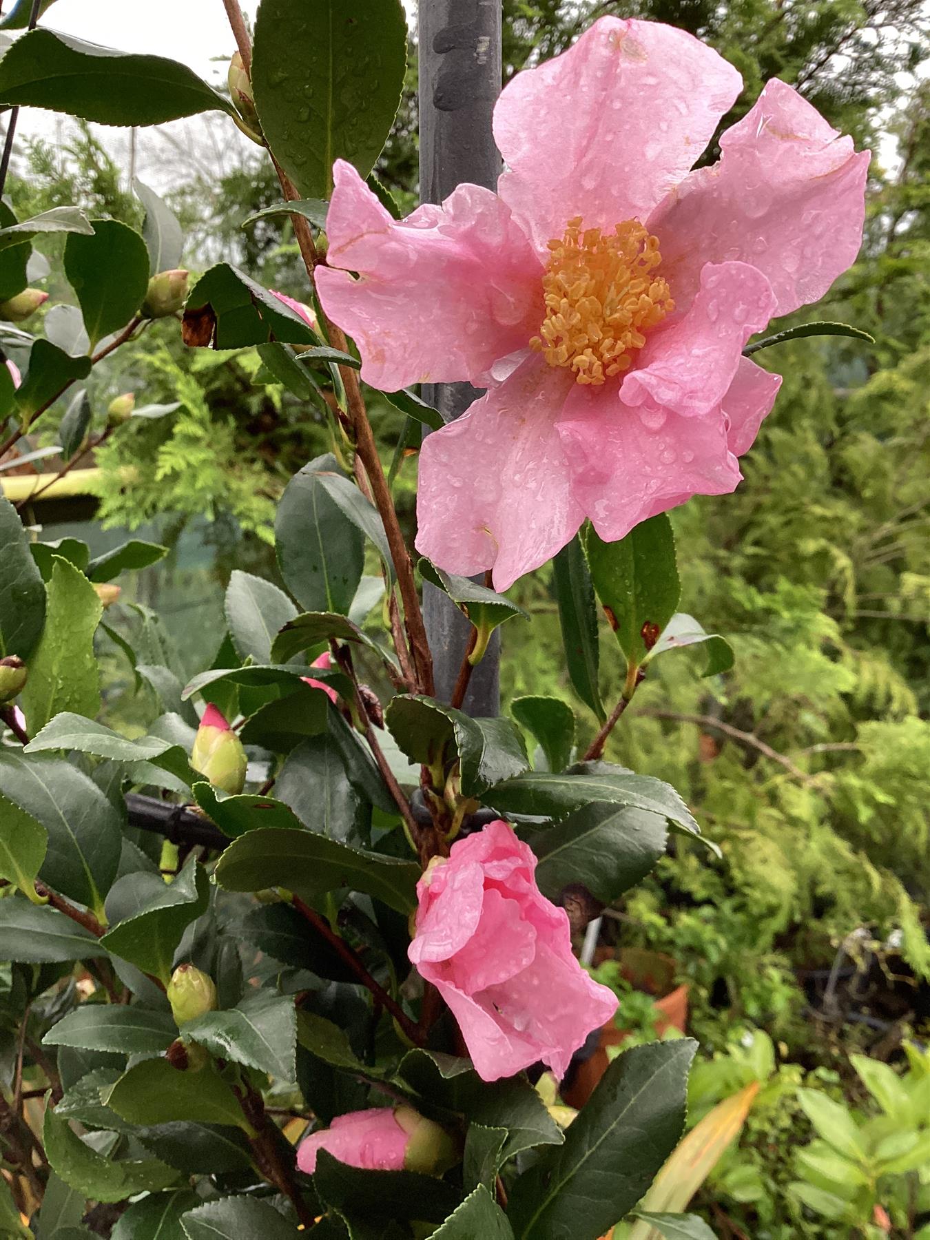 Camellia sasanqua - Frame - 150-160cm, 45lt