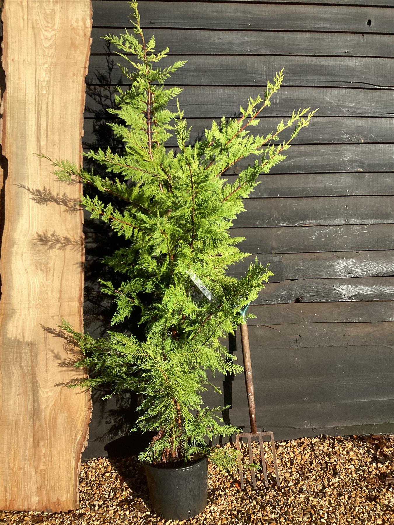 Cuprocyparis leylandii | Leyland Cypress
